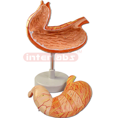 Interlabs? Stomach Model, 1.5X Mag 2 Pc